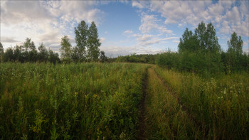 Forest roads / ***