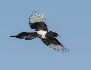 Magpie / .....