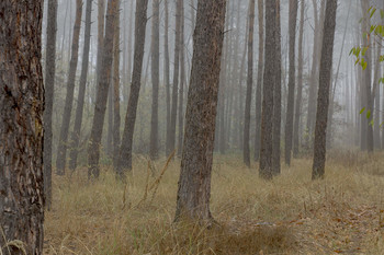 Misty forest / ***