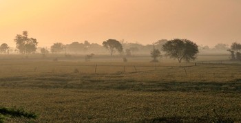 Foggy morning / ***