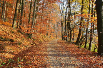 Herbst / Odenwald / Hessen