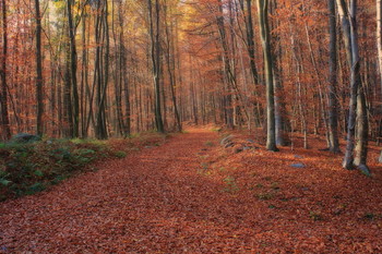 Wald / Odenwald / Hessen