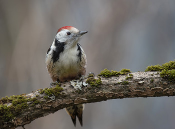 Middle spotted woodpecker / .....
