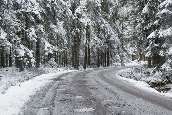 Forest Road / ***