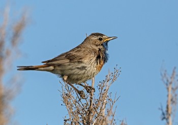 Bluethroat / ***
