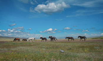 Steppe ... Herd of half-wild horses ..... / ***