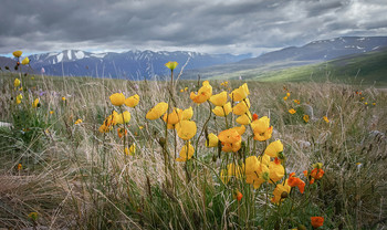 Yellow Mountain Poppies ..... / ***
