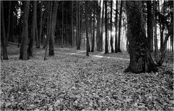 evening in the autumn park / ***