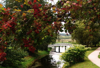 Red viburnum / ***