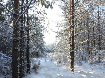 winter walk / ...