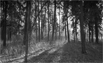 in the park / ***