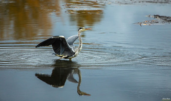 Gray Heron / The gray heron, also called heron, is a bird from the order Pelecaniformes. It is widespread and common in Eurasia and Africa. There are four subspecies worldwide. It is represented in Central Europe with the nominate form Ardea cinerea cinerea. 
Scientific name: Ardea cinerea

Wikipedia