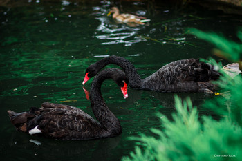 Black Swan / ***