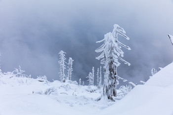 Winterstimmung / Winterstimmung am Plöckenstein