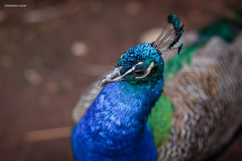 Peafowl / ***