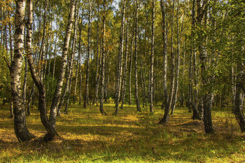 Morning in the birch forest / ***