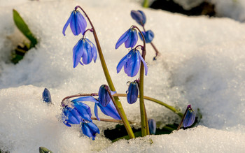 Ice and fire / ***