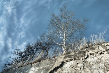and trees on the rocks / ***