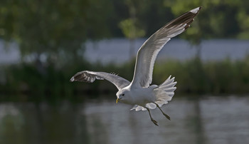 in free flight / ***