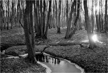 creek and sun / ***