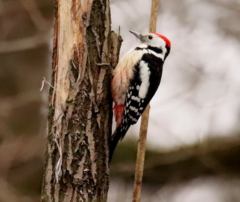 Middle spotted woodpecker / ***