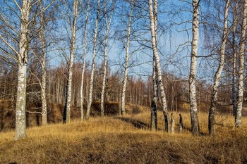 Birches / ***
