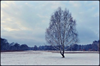 winterland / overcast in winter - snowy meadow