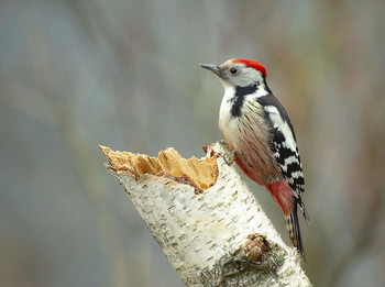 Middle spotted woodpecker / .....