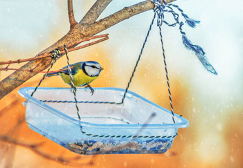Blue tit / ***
