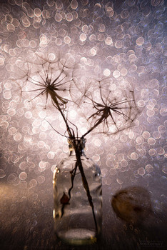 fragility / ***