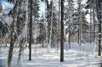 winters in the forest / ...