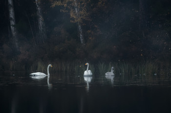Swans / I drove by this little tarn in the forest and saw the bright white swans that contrasted with the dark autumn background.