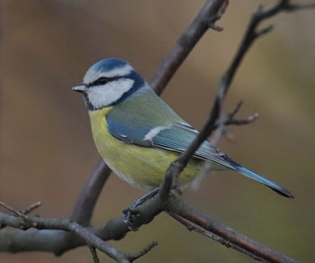 Blue tit / ***