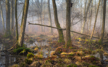 While in Sweden / Hördalen, Sweden.