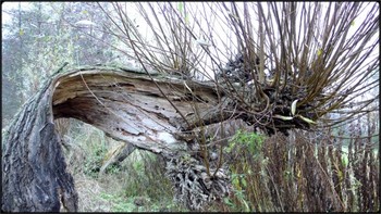 old willow / half-brokem willlow-tree, overcast in november