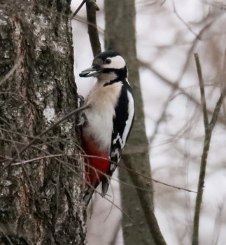 Great Spotted Woodpecker / ***