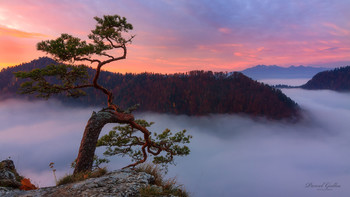 The Pine / Pieniny National Park