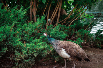 Peafowl / ***