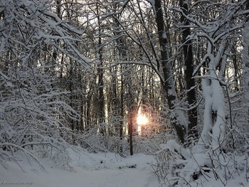 winter / ...