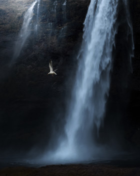 Seagull and the waterfall / Seagull looking for fish in the water below the waterfall.