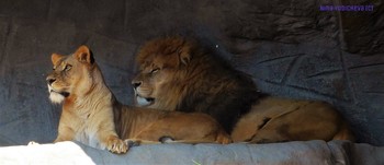 Lion and Lioness / ***