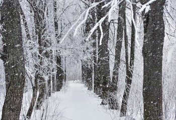 Snow / ***