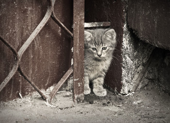 Kitty / ***