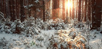 winters in the forest / ***