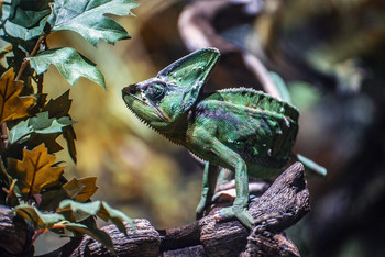 The chameleon / Find me also at https://arnaubolet.wixsite.com/photography - 
https://www.clickasnap.com/ArnauBolet - https://twitter.com/BoletArnau and https://www.instagram.com/arnau_bolet_photography/?hl=es