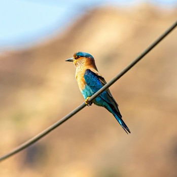 Roller / Coracias garrulus