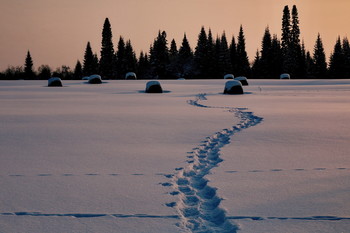Footprints in the snow. / ***