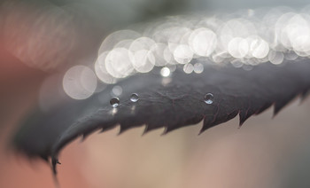 rain droplets upon a leaf / Rain droplets upon a leaf in my garden