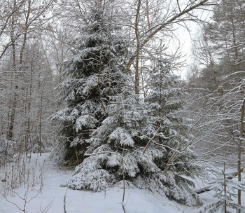 winters in the forest / ***