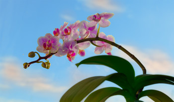 Orchid / ***